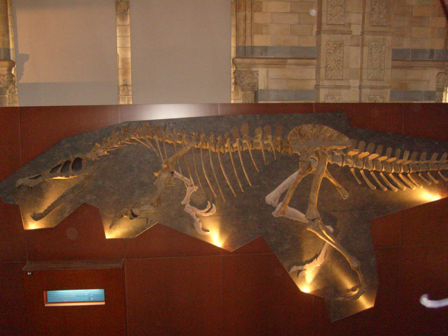 Barylambda Skeleton Baryonyx skeleton by WorldSerpent on DeviantArt