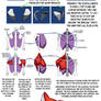 Shoulder Girdle Construction Notes