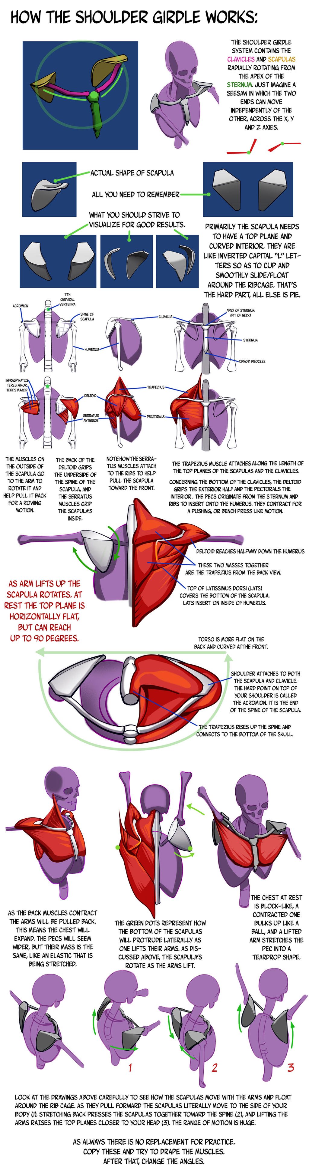 Shoulder Girdle Construction Notes