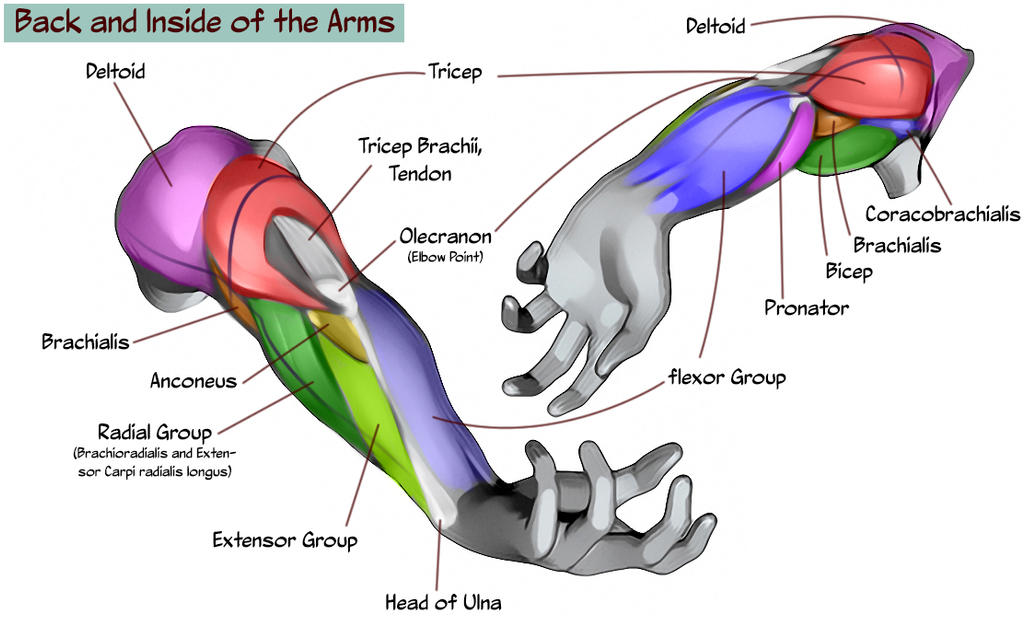 Back and Inside Arm Chart by Nova-MadArt on DeviantArt