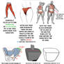 Crotch and Buttocks Anatomy