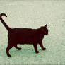 .:: Volevo un gato nero ::.