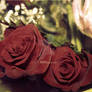 .:: Roses ::.