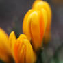 Crocus