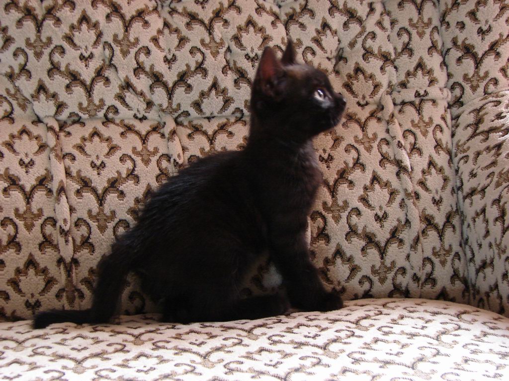 black kitten