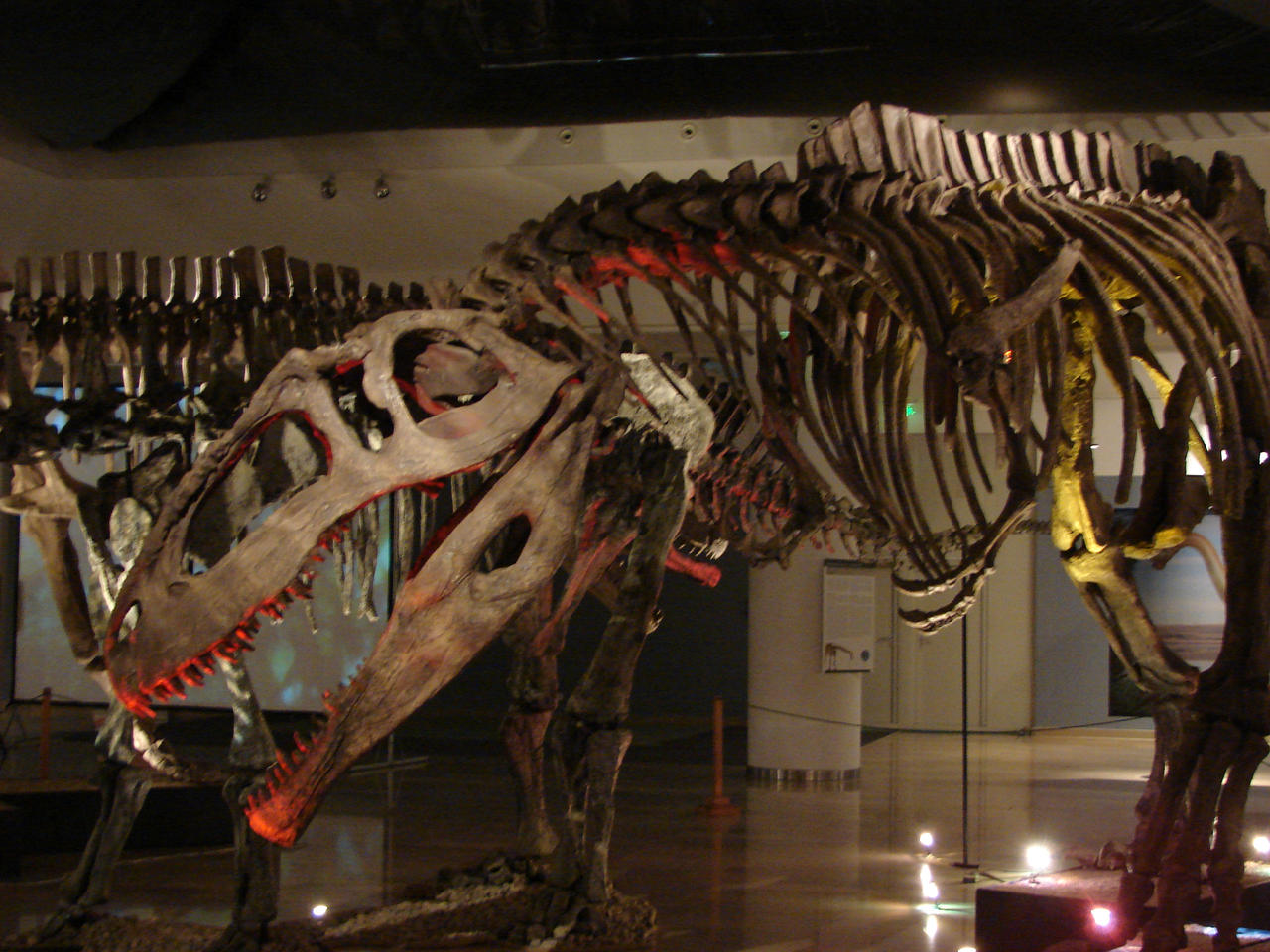 gigantosaurus from hungary