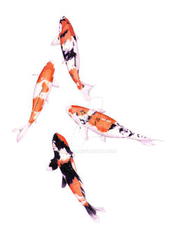 Floating Koi White