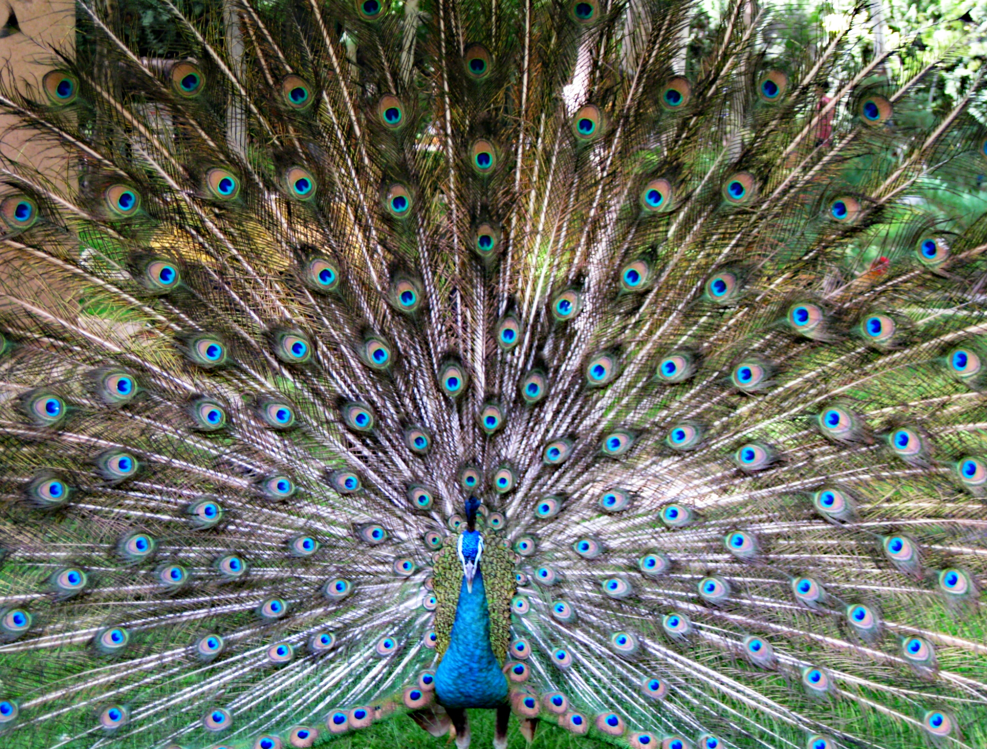 Peacock