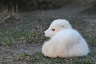 Arctic Fox