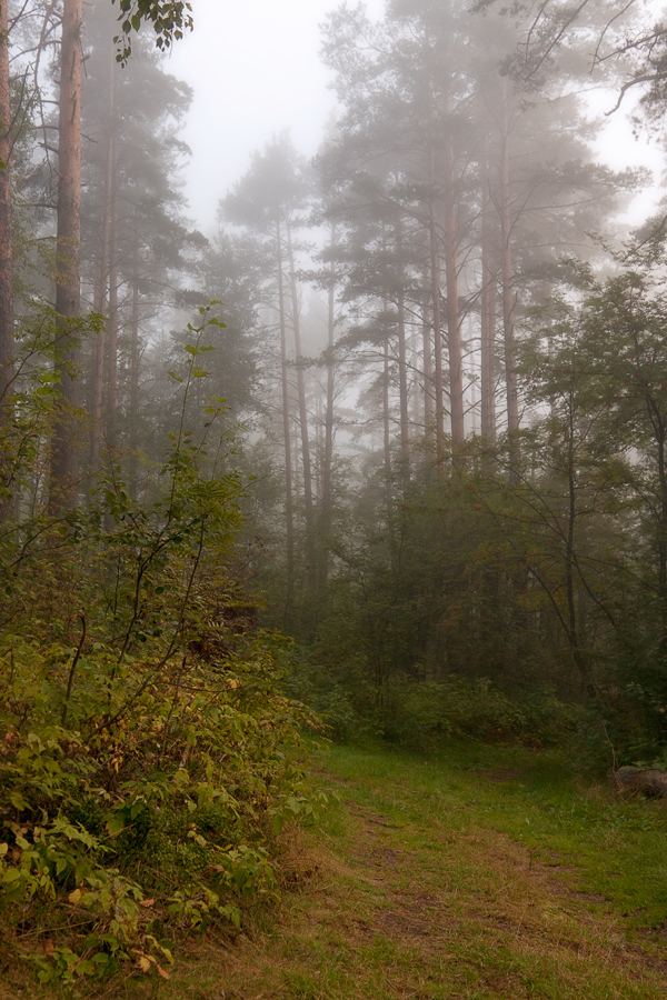 Foggy forest-3