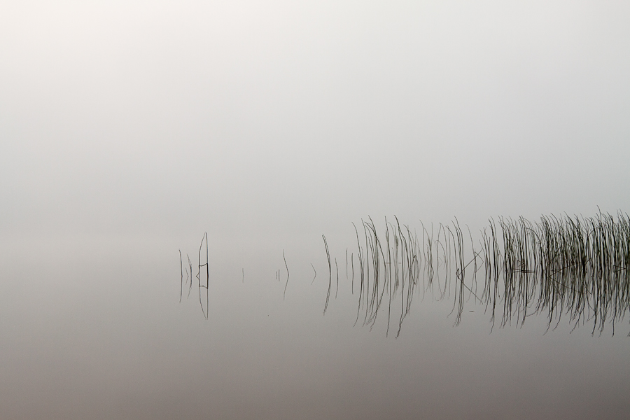 Foggy grass