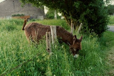 donkey iii
