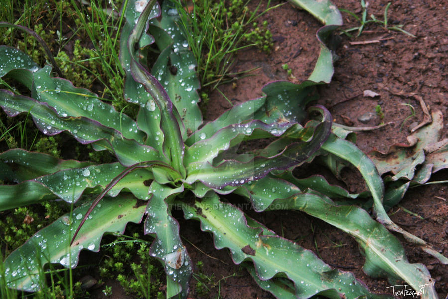 Octopus Shrub Octopus Plant by tienlove on DeviantArt