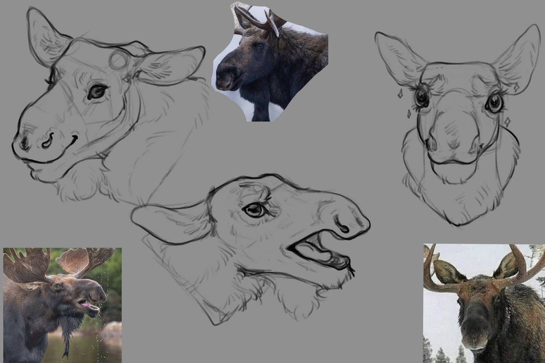 Moose Study Page by Banriion on DeviantArt