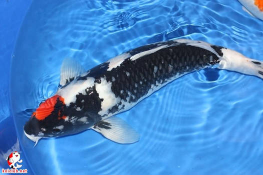 Japan imported Koi