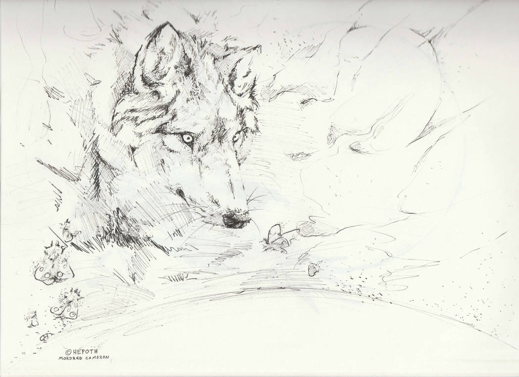 Wolf Ink Drawing by SandPontiff on DeviantArt
