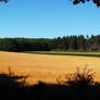 Field and trees