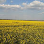 Yellow field