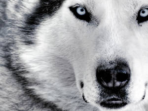 Lobo