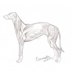 Study #1 Greyhound