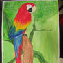 Red Macaw Before