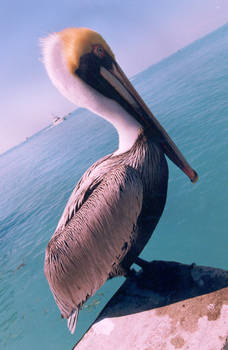 Pelican