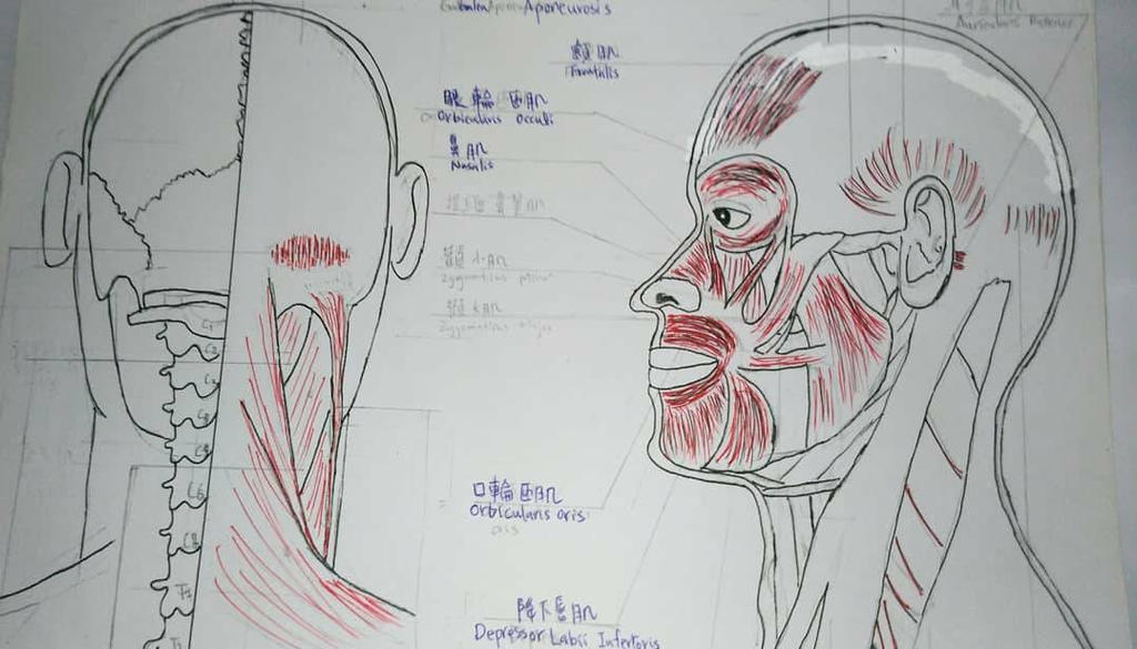 Facial anatomy by rukawa9 on DeviantArt