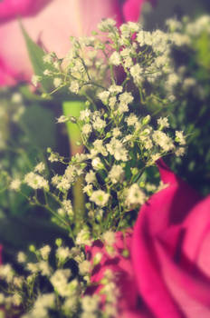 Gypsophila 02