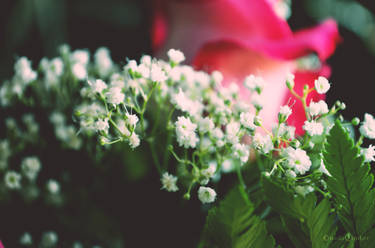 Gypsophila - Cool Blue