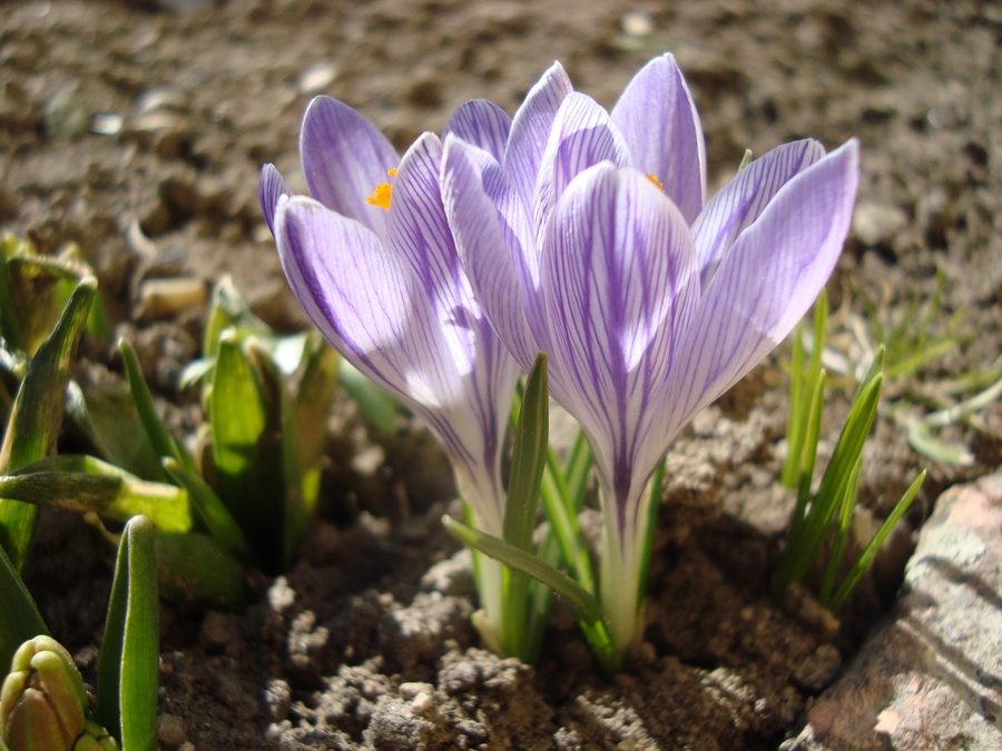 Crocuses