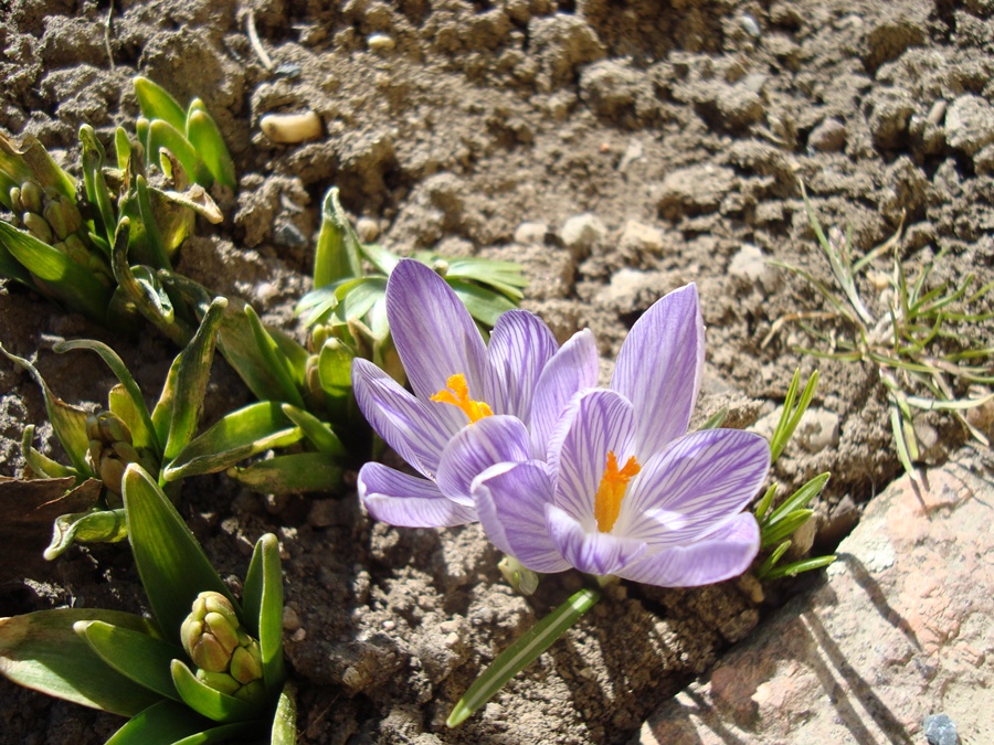 Crocuses top view