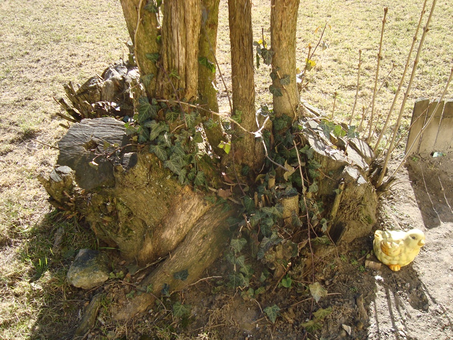 Stumps and Ivy