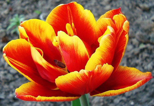 Lovely Tulip