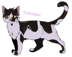 Violetshine/ Violette Brillante