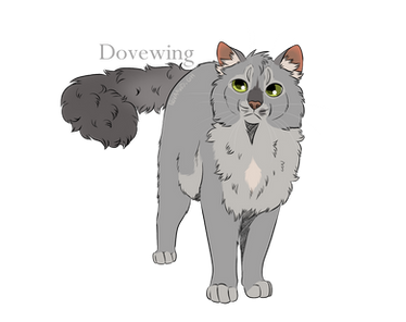 Dovewing/ Aile de Colombe