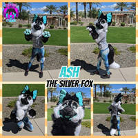 Ash the Silver Fox (March 2020)