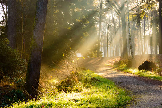 Path in forest with rays of sunlight