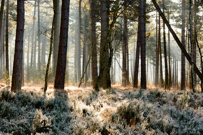 Forrest sun rays on frosted plants