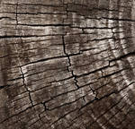 Wood Texture #1 by Matt-Campbell