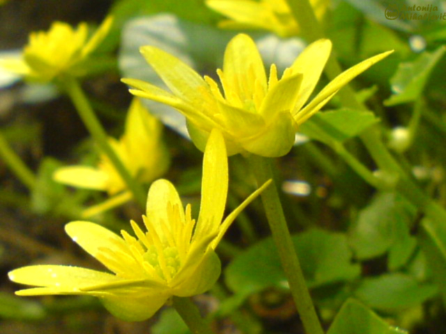 a yellow flower