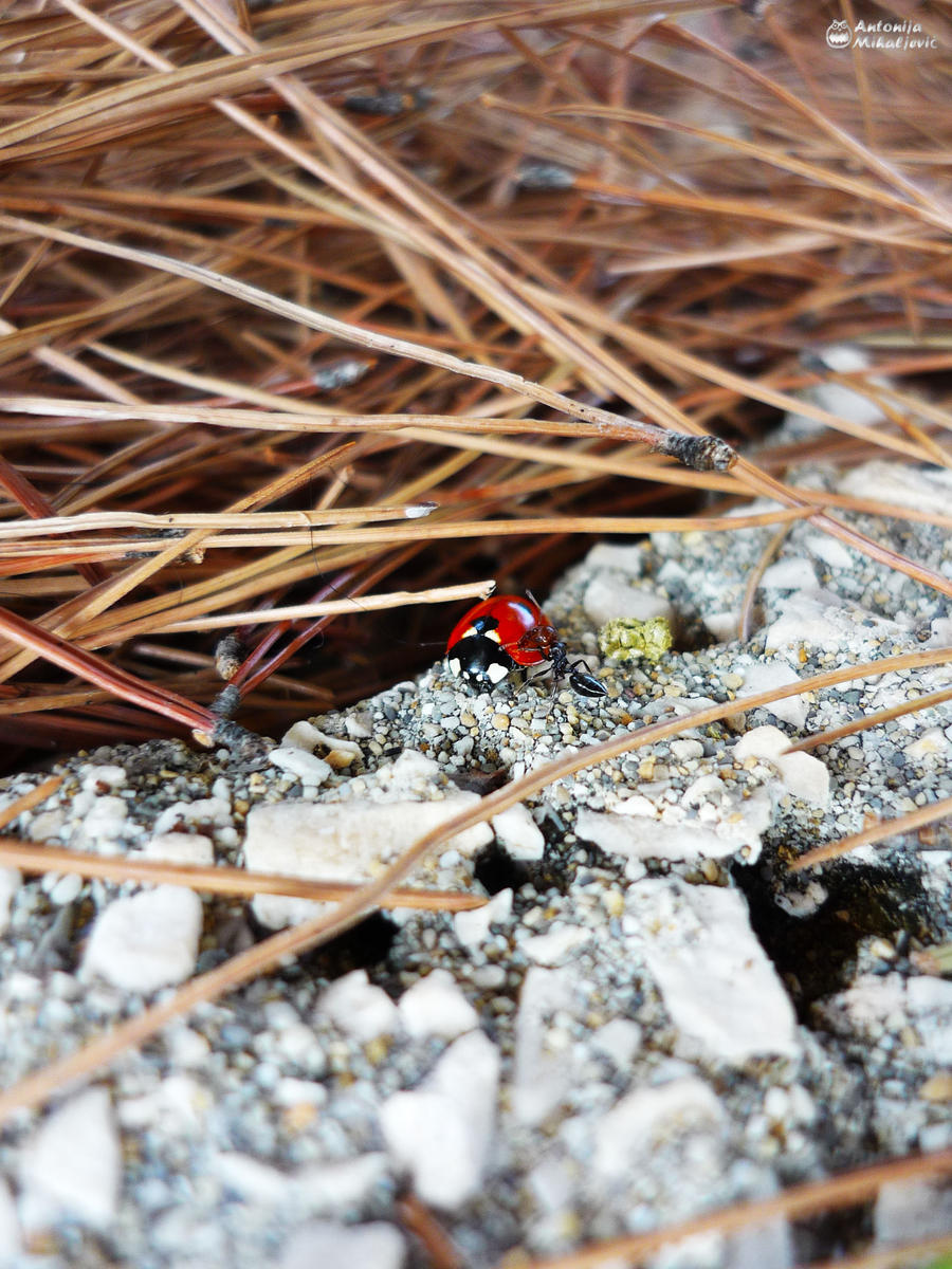 Meeting Insects