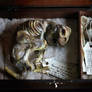 Dubious expedition. Mummified theropod box. OOAK