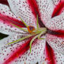 Asian Lily