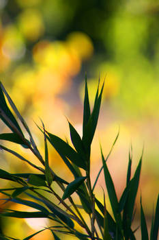 Bamboo Bokeh