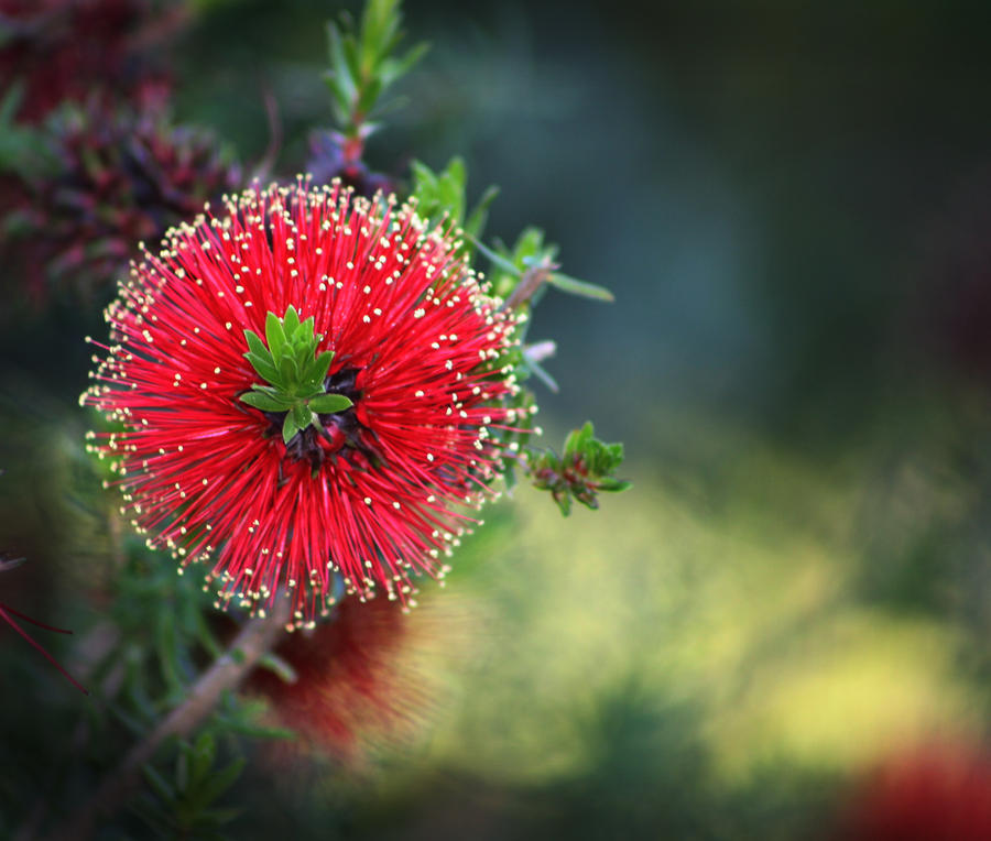 Callistemon