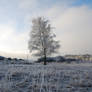 Frost tree 2