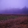 Stock Foggy Landscape 03