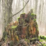 Stock Stump-Wood in decay 01