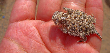 Horned Lizard Baby