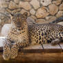 Resting leopard